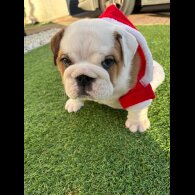 English Bulldog - Both