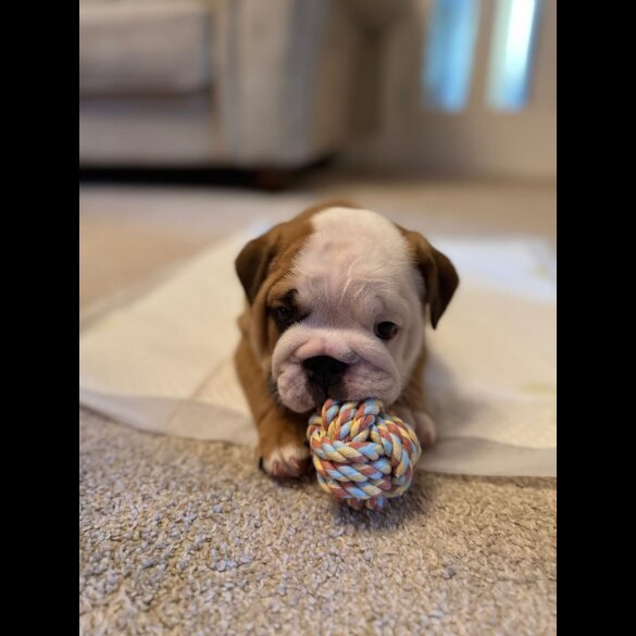 English Bulldog - Both