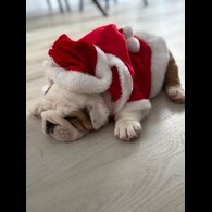 English Bulldog - Both