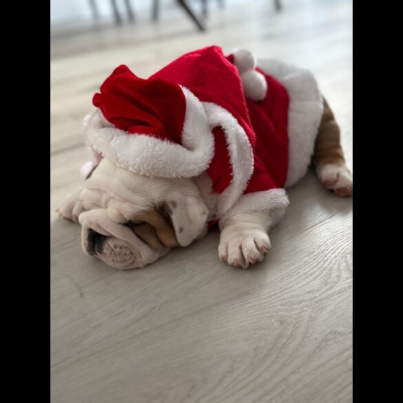 English Bulldog - Both
