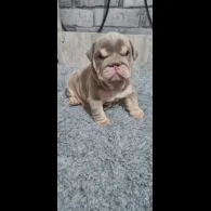 English Bulldog - Bitches