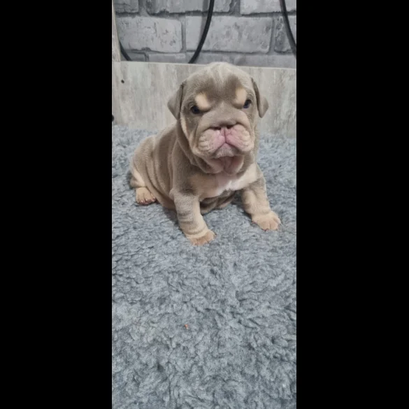 English Bulldog - Bitches