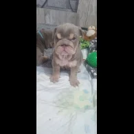 English Bulldog - Bitches