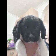 English Springer Spaniel - Both