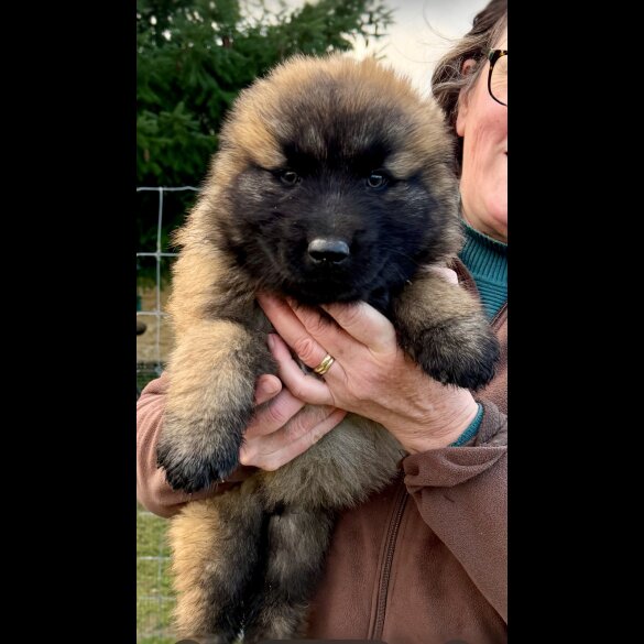 Estrela Mountain Dog - Both