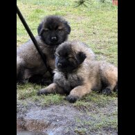 Estrela Mountain Dog - Both