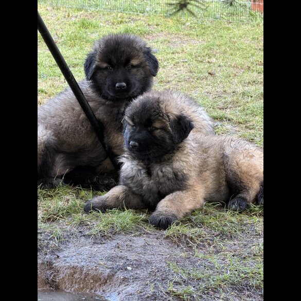 Estrela Mountain Dog - Both