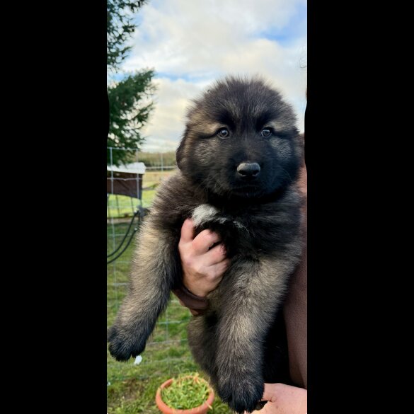 Estrela Mountain Dog - Both
