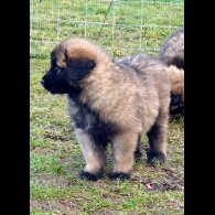 Estrela Mountain Dog - Both
