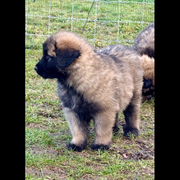 Estrela Mountain Dog - Both