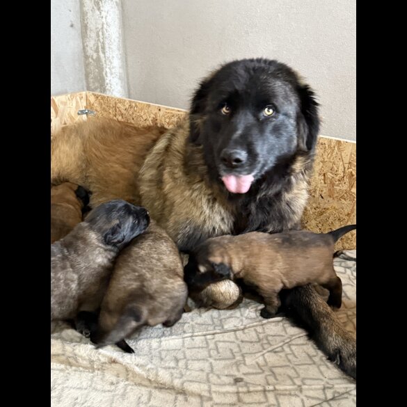 Estrela Mountain Dog - Both