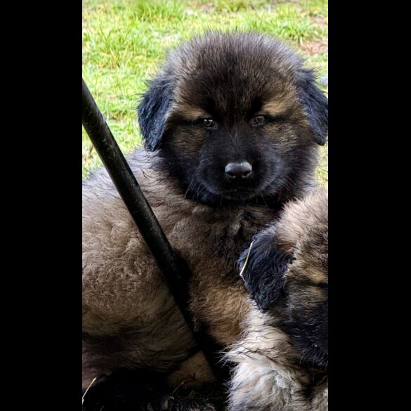 Estrela Mountain Dog - Both