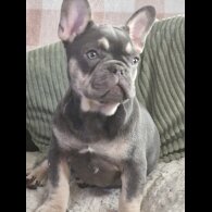 French Bulldog - Both