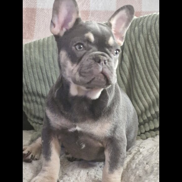 French Bulldog - Both