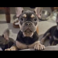 French Bulldog - Both