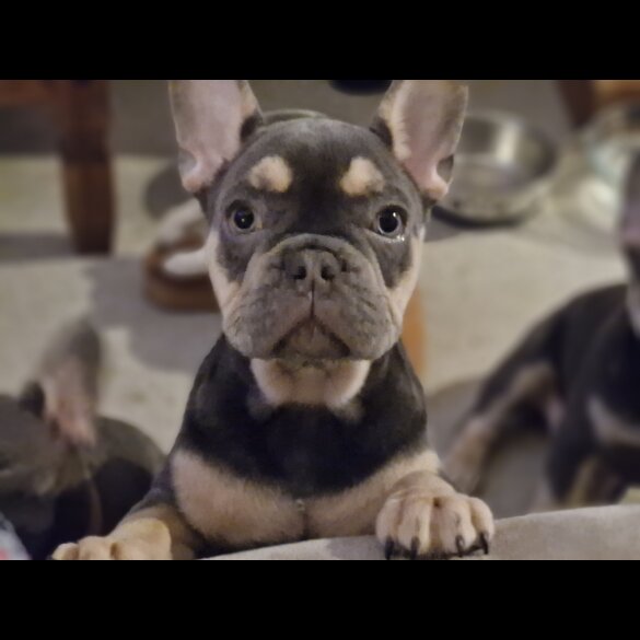 French Bulldog - Both