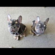 French Bulldog - Both