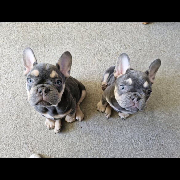 French Bulldog - Both