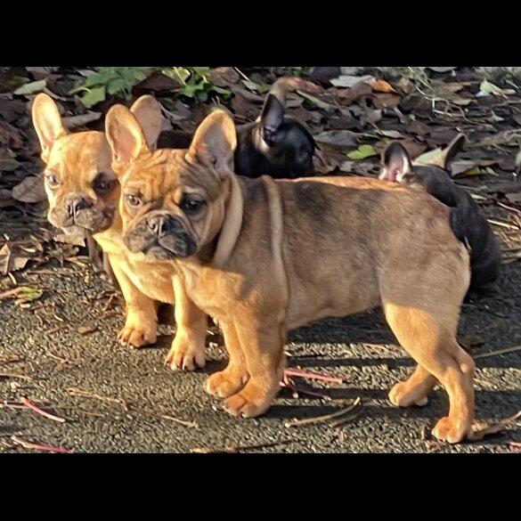 French Bulldog - Bitches