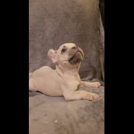 French Bulldog - Both