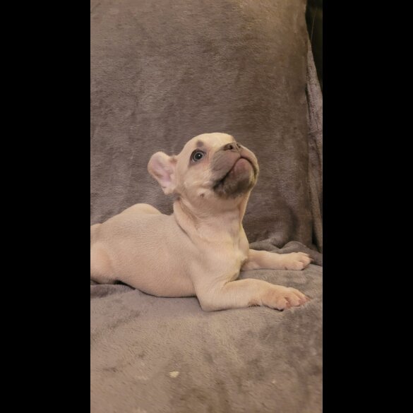 French Bulldog - Both