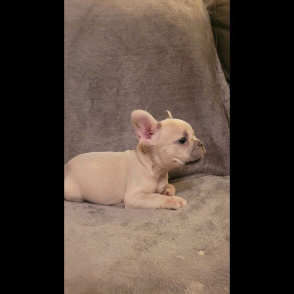 French Bulldog - Both