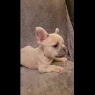 French Bulldog - Both