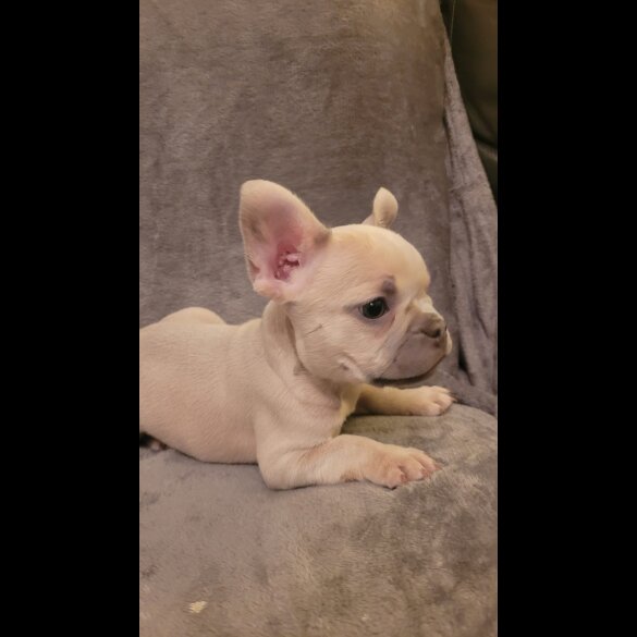 French Bulldog - Both