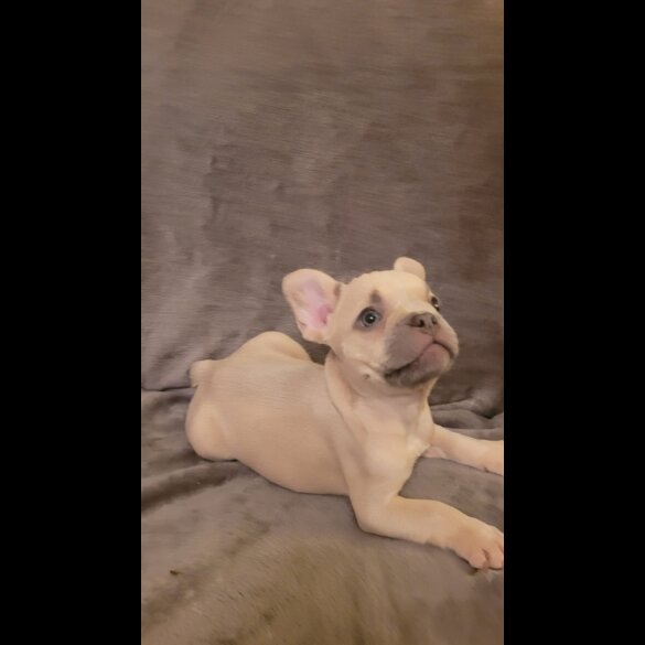 French Bulldog - Both