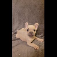 French Bulldog - Both