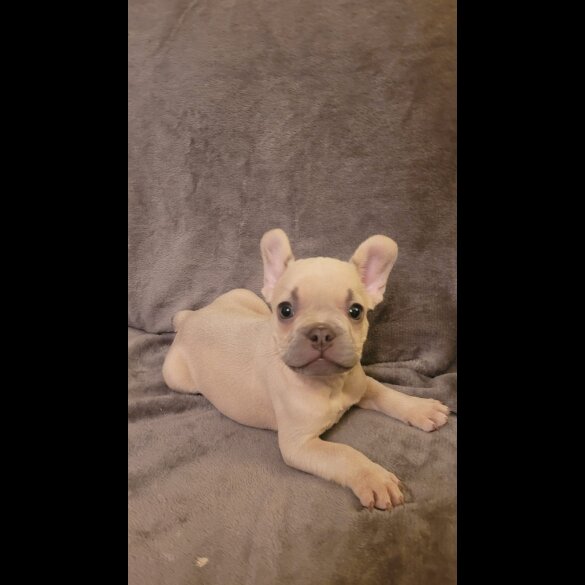 French Bulldog - Both