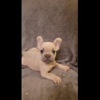 French Bulldog - Both