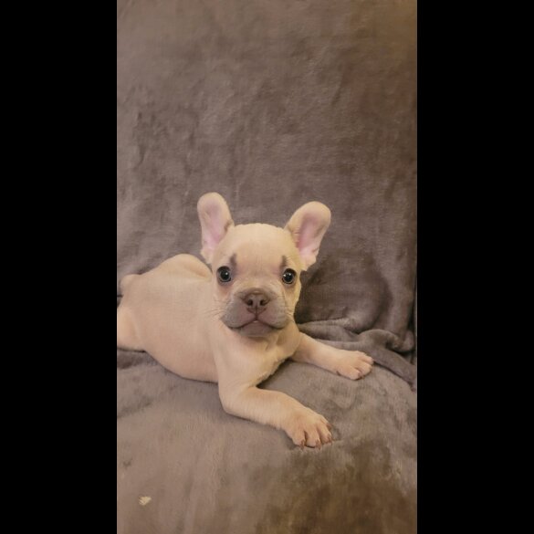French Bulldog - Both