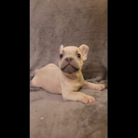 French Bulldog - Both