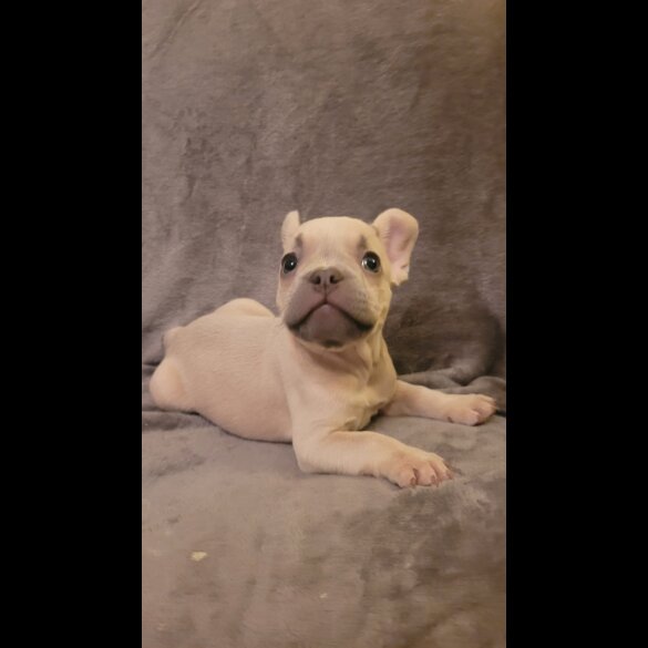 French Bulldog - Both
