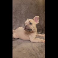 French Bulldog - Both
