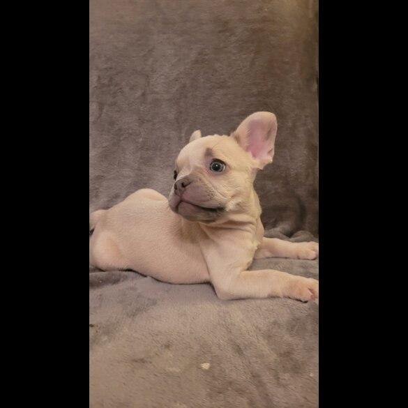 French Bulldog - Both