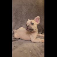 French Bulldog - Both