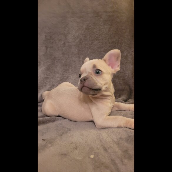 French Bulldog - Both