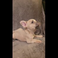 French Bulldog - Both