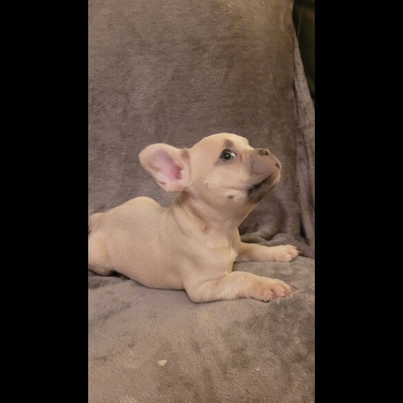 French Bulldog - Both