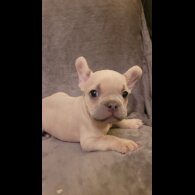 French Bulldog - Both