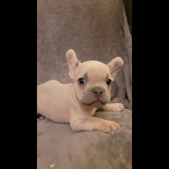 French Bulldog - Both