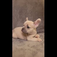 French Bulldog - Both