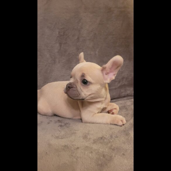 French Bulldog - Both