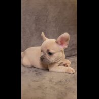French Bulldog - Both