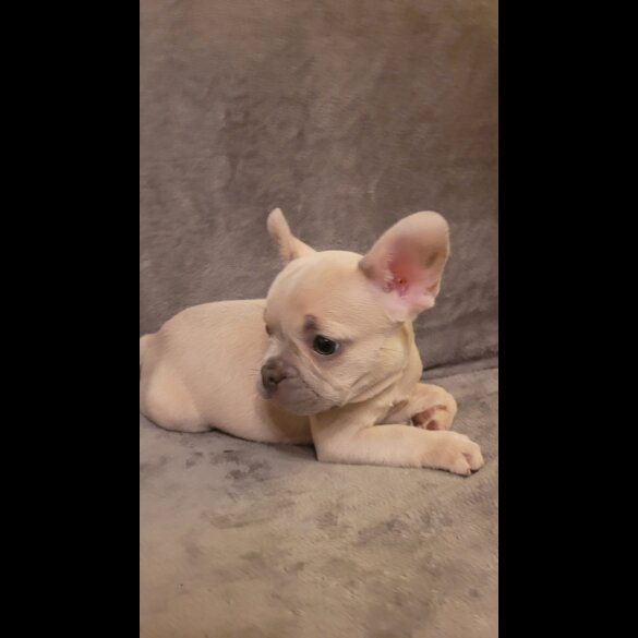 French Bulldog - Both