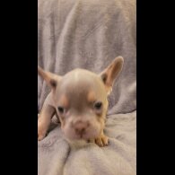 French Bulldog - Both