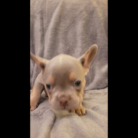 French Bulldog - Both