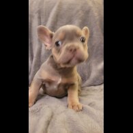 French Bulldog - Both